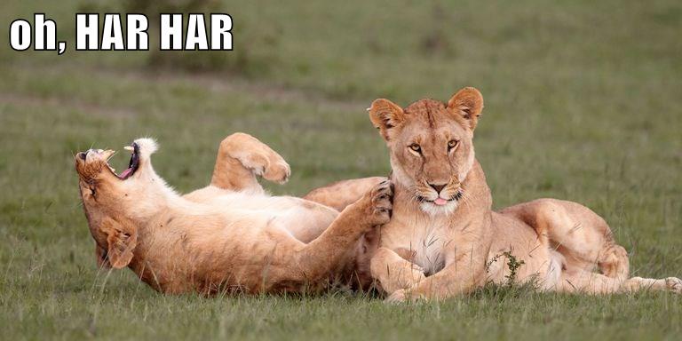 oh, HAR HAR - Animal Comedy - Animal Comedy, funny animals, animal gifs