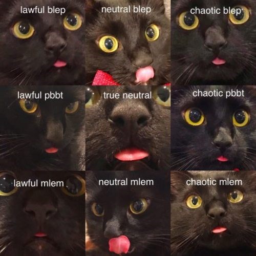 A Comprehensive Guide To Your Cat's Bleps I Can Has Cheezburger?