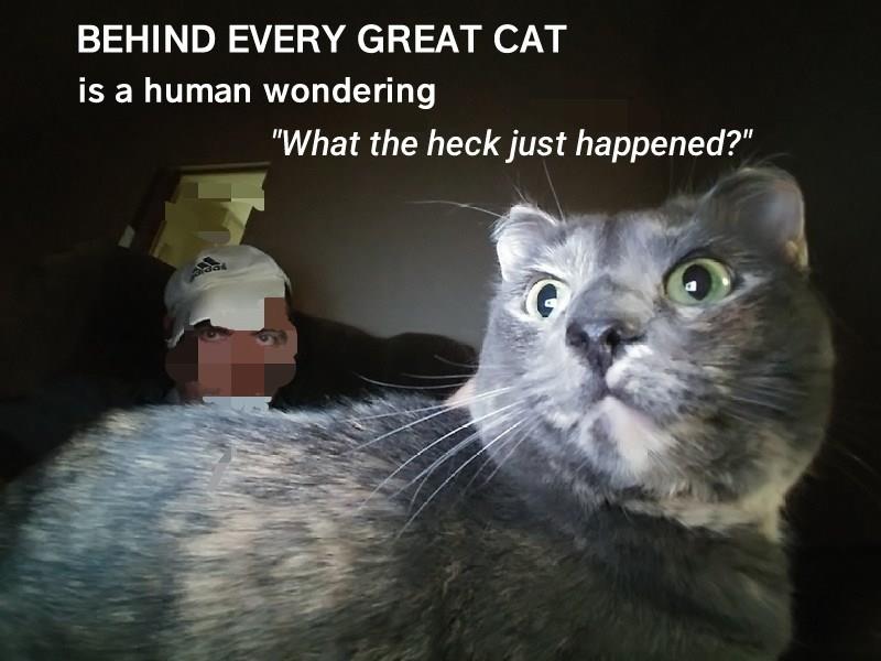 Behind every great cat... - Lolcats - lol | cat memes | funny cats ...
