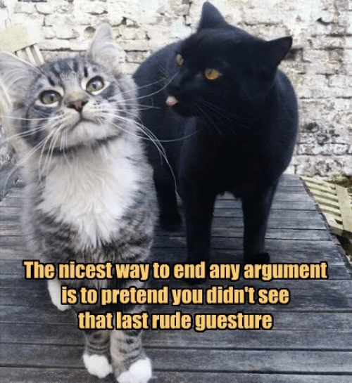 Relationship advice from the cat - Lolcats - lol | cat memes | funny ...