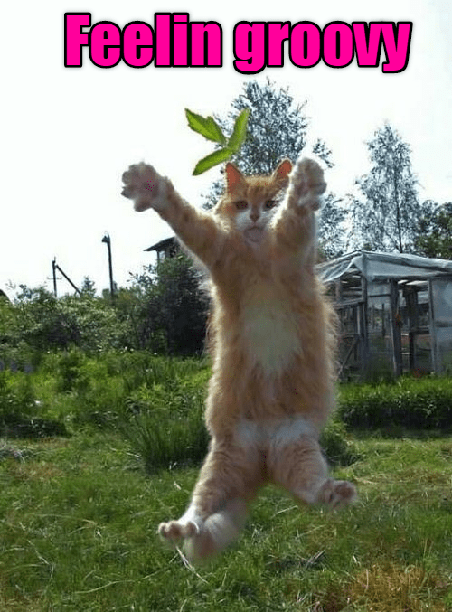 👁️👁️ ° ° ° #cats #catoo #gato #catmemes #memes #funny #lol #lmao  #funnystuff #cat #gloop #goober #gunna #machinegunkelly #harleyquinn…