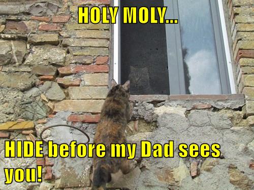 HOLY MOLY... - Lolcats - lol | cat memes | funny cats | funny cat ...