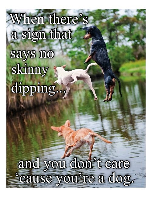 Skinny dipping I Has A Hotdog Dog Pictures Funny pictures of dogs