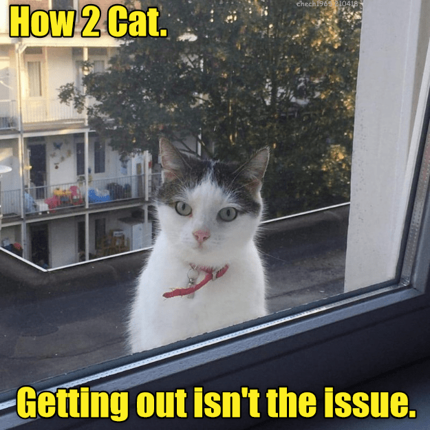 How 2 Cat. - Lolcats - lol | cat memes | funny cats | funny cat ...