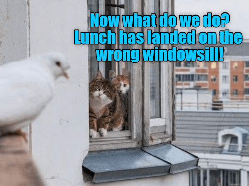 Now what do we do? - Lolcats - lol | cat memes | funny cats | funny cat ...