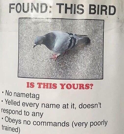 bird meme memes every seen pigeon son irl found poorly nametag yelled yours birb commands trained obeys respond doesn any