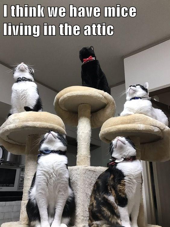 I Think We Have Mice Living In The Attic - Lolcats - Lol 