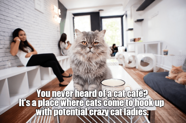 Crazy Cat Café - Lolcats - lol | cat memes | funny cats | funny cat ...