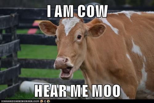 I AM COW HEAR ME MOO - Animal Comedy - Animal Comedy, funny animals ...