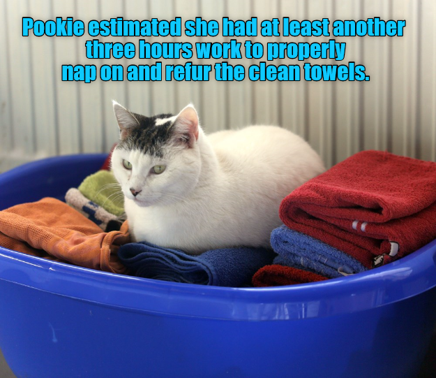Lolcats laundry LOL at Funny Cat Memes Funny cat pictures with