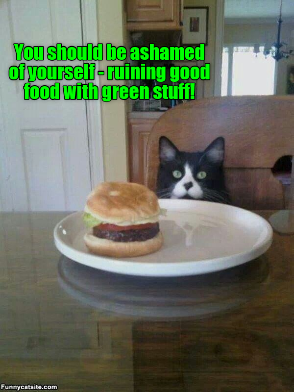 Lettuce not eat lettuce Lolcats lol cat memes funny cats