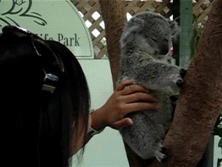 Image result for angry koala gif