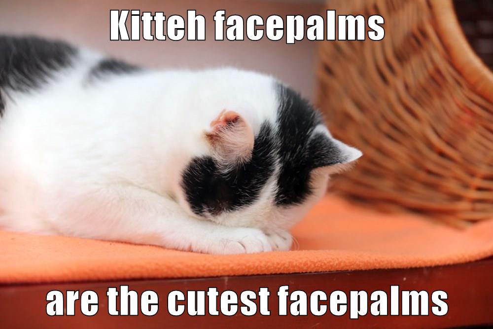 Kitteh facepalms are the cutest facepalms - Lolcats - lol | cat memes ...