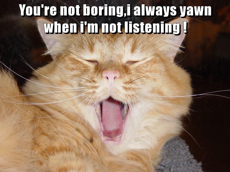 You're not boring... Lolcats lol cat memes funny cats funny