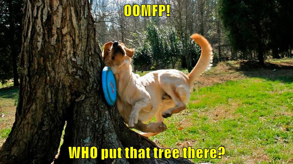 OOMFP! WHO put that tree there? - I Has A Hotdog - Dog Pictures - Funny ...