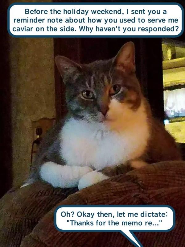 kitteh does not appreciate your sarcasm - Lolcats - lol ...