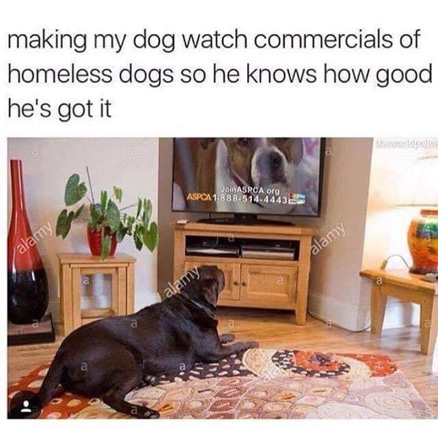 Memebase Aspca Commercials All Your Memes In Our Base Funny Memes Cheezburger