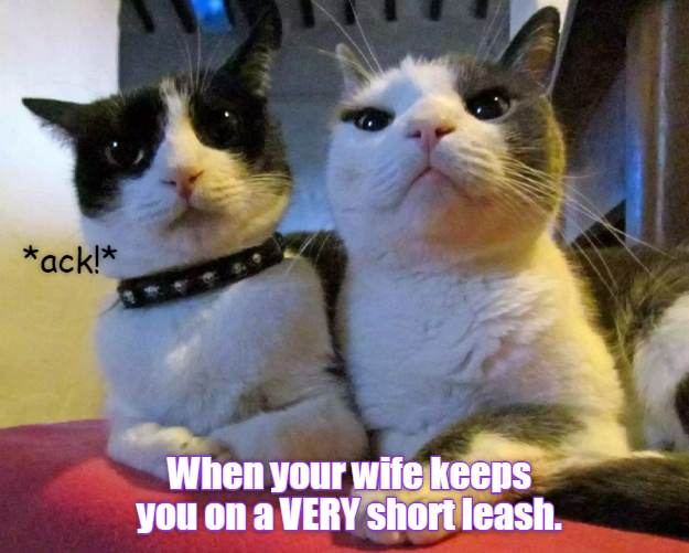 *choke* Yes, Dear! *cough* Lolcats lol cat memes funny cats