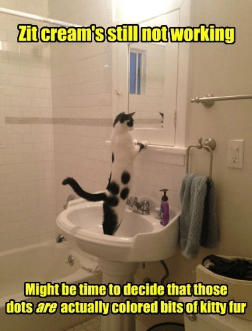 Morning Realization - Lolcats - Lol 