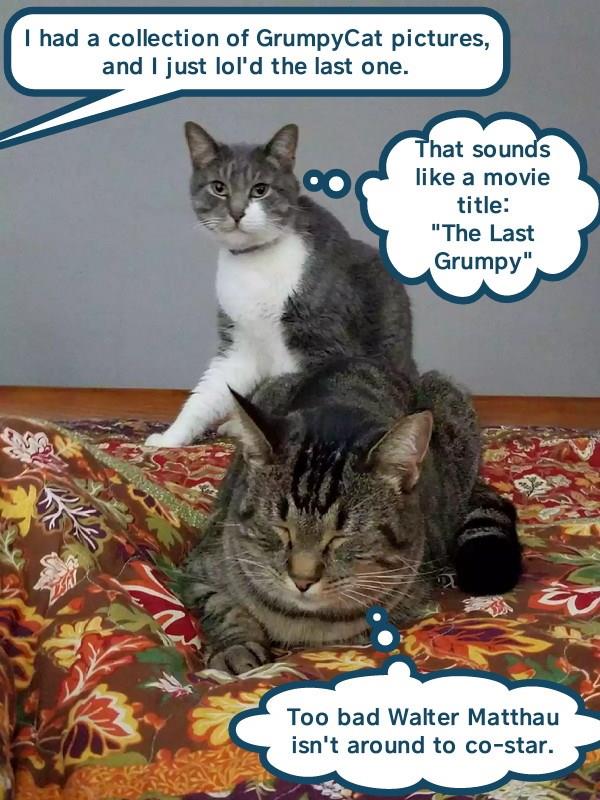 "Grumpy Old Cats" - Lolcats - lol | cat memes | funny cats | funny cat