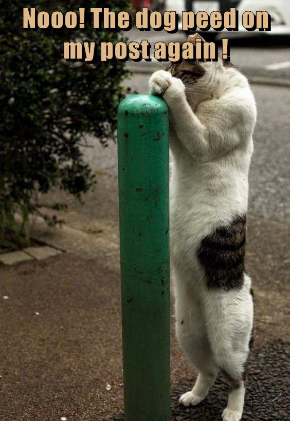 Nooo! The dog peed on my post again ! Lolcats lol cat memes