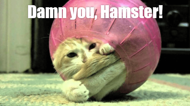The hamster's a fiend... - Lolcats - lol | cat memes | funny cats ...