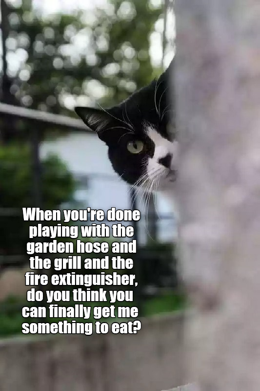Is there anything left? Lolcats lol cat memes funny cats