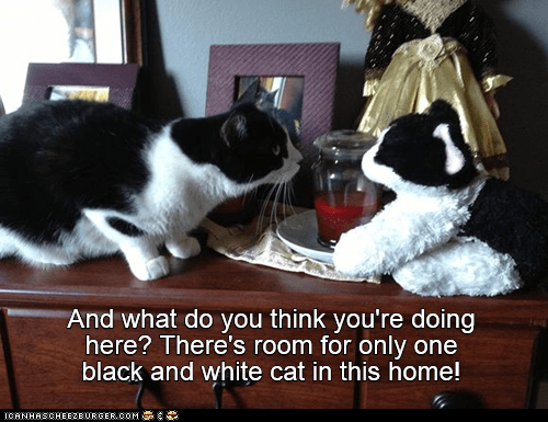 Also, you're in my favorite spot! - Lolcats - lol | cat memes | funny ...