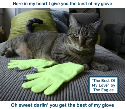The Best Of My Love By The Eagles Lolcats Lol Cat Memes Funny Cats Funny Cat Pictures With Words On Them Funny Pictures Lol Cat Memes Lol Cats