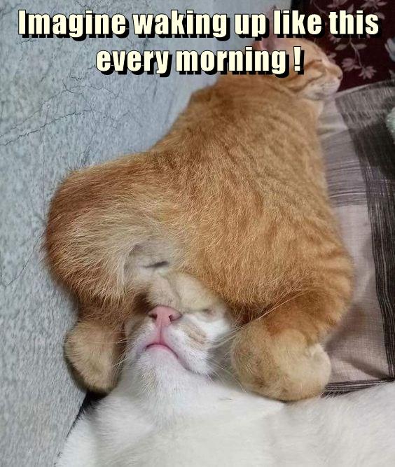 imagine-waking-up-like-this-every-morning-lolcats-lol-cat-memes