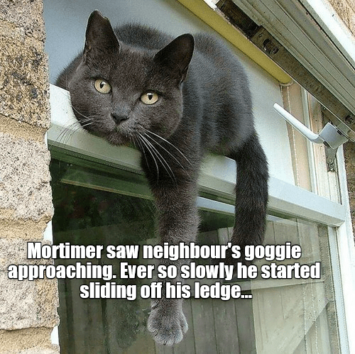 Surprise!! - Lolcats - lol | cat memes | funny cats | funny cat ...