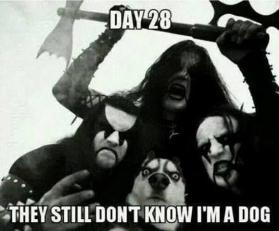 Memes! Husky-surrounded-by-black-metal-fans-with-a-caption-that-reads-day-28-they-still-dont-know-im-a-dog