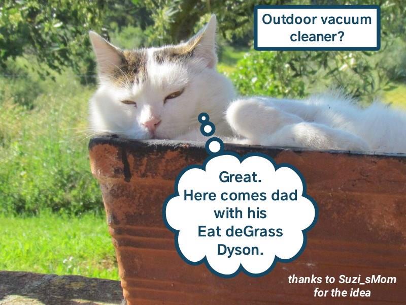 Outdoor vacuum cleaner? Lolcats lol cat memes funny cats funny cat pictures with words
