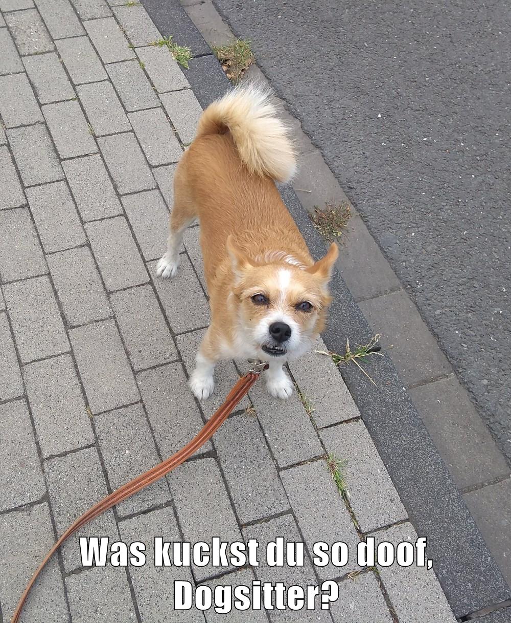 Was kuckst du so doof, Dogsitter? - I Has A Hotdog - Dog Pictures ...