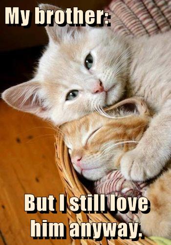 My brother: But I still love him anyway. - Cats N' Kittens - Cat ...
