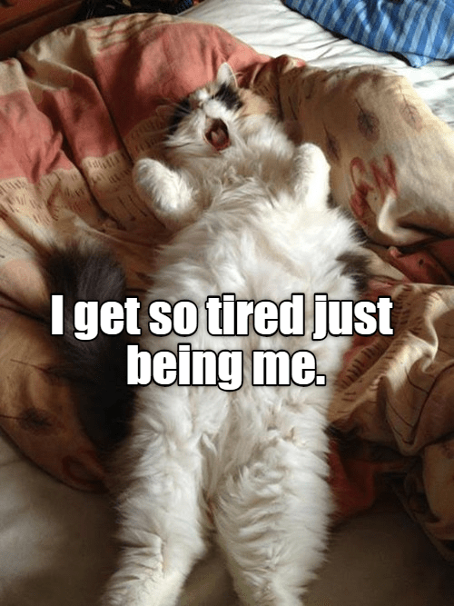 So tired - Lolcats - lol | cat memes | funny cats | funny cat pictures ...