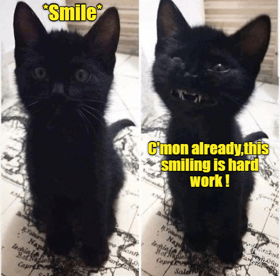 Smile - Lolcats - lol | cat memes | funny cats | funny cat pictures