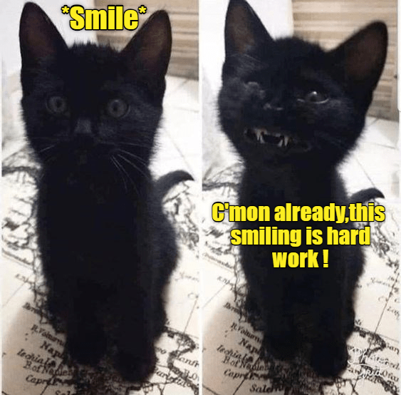 Smile - Lolcats - lol | cat memes | funny cats | funny cat ...