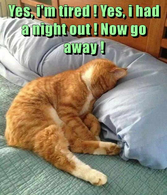 Now go away ! - Lolcats - lol | cat memes | funny cats | funny cat ...