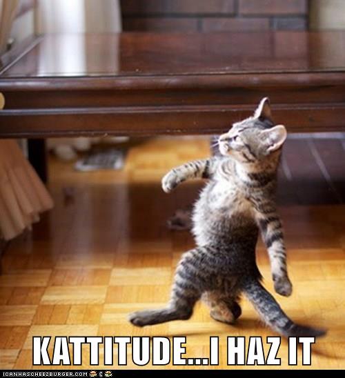 KATTITUDE...I HAZ IT - Cats N' Kittens - Cat Pictures - Cute Kittens