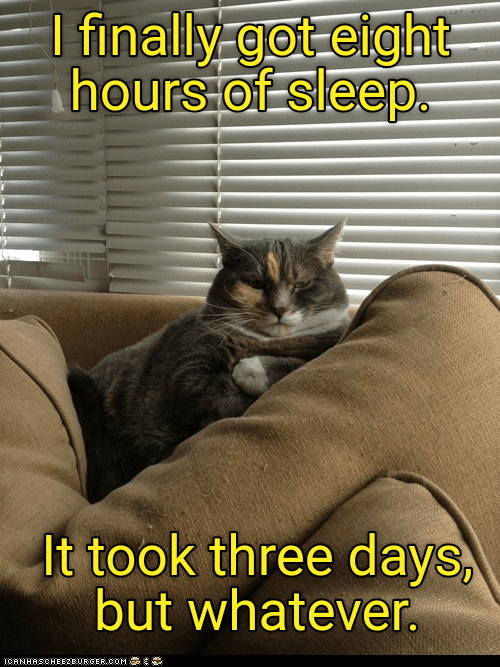 Such a rough life. - Lolcats - lol | cat memes | funny cats | funny cat ...