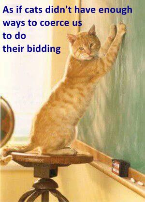 As if cats didn't have enough ways to coerce us to do their bidding ...