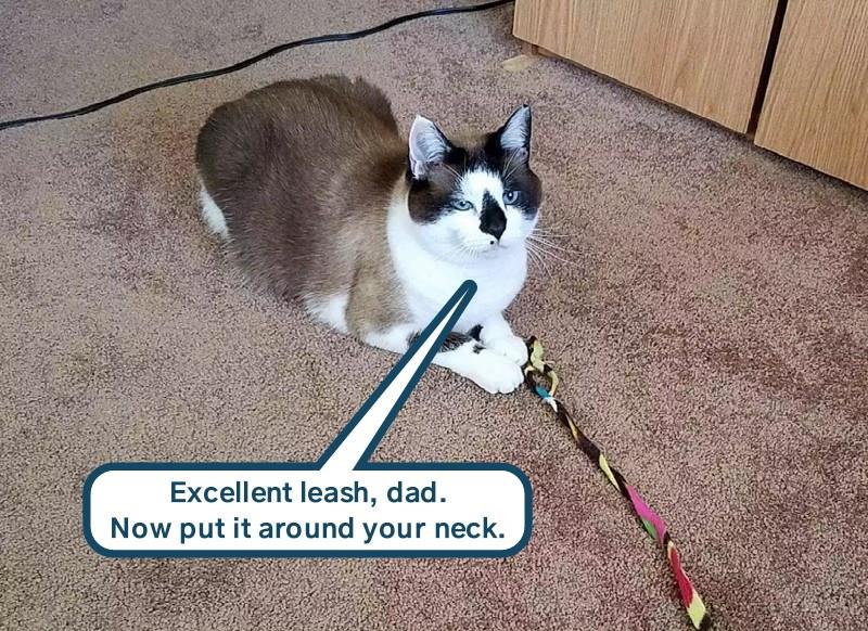 I'm in charge here Lolcats lol cat memes funny cats funny cat