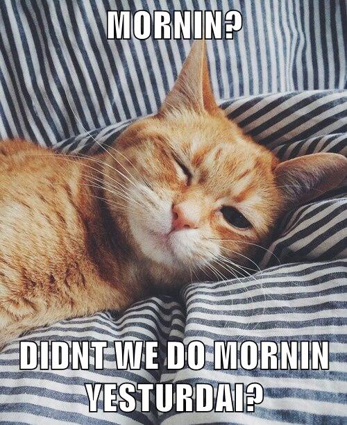 MORNIN? DIDNT WE DO MORNIN YESTURDAI? - Lolcats - lol | cat memes ...