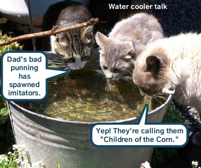 Water cooler talk Lolcats lol cat memes funny cats funny cat