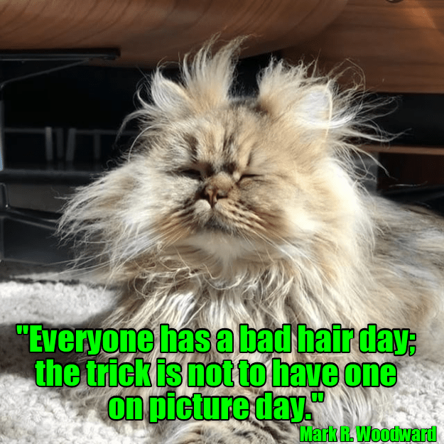 Bad hair day - Lolcats - lol | cat memes | funny cats | funny cat pictures  with words on them | funny pictures | lol cat memes | lol cats