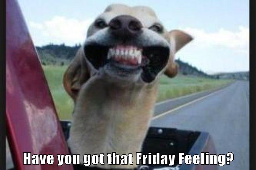 Have you got that Friday Feeling? I Has A Hotdog Dog Pictures