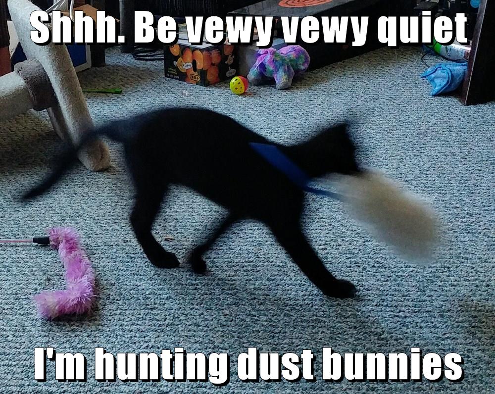 Shhh. Be vewy vewy quiet I'm hunting dust bunnies Lolcats lol cat