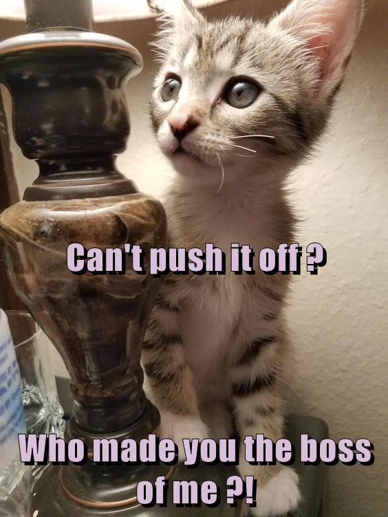 Who made you the boss of me ?! Lolcats lol cat memes funny cats
