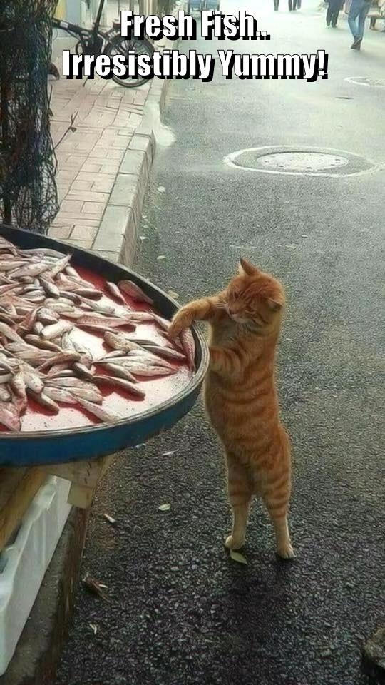 Fresh Fish.. Irresistibly Yummy! - Lolcats - lol | cat memes | funny